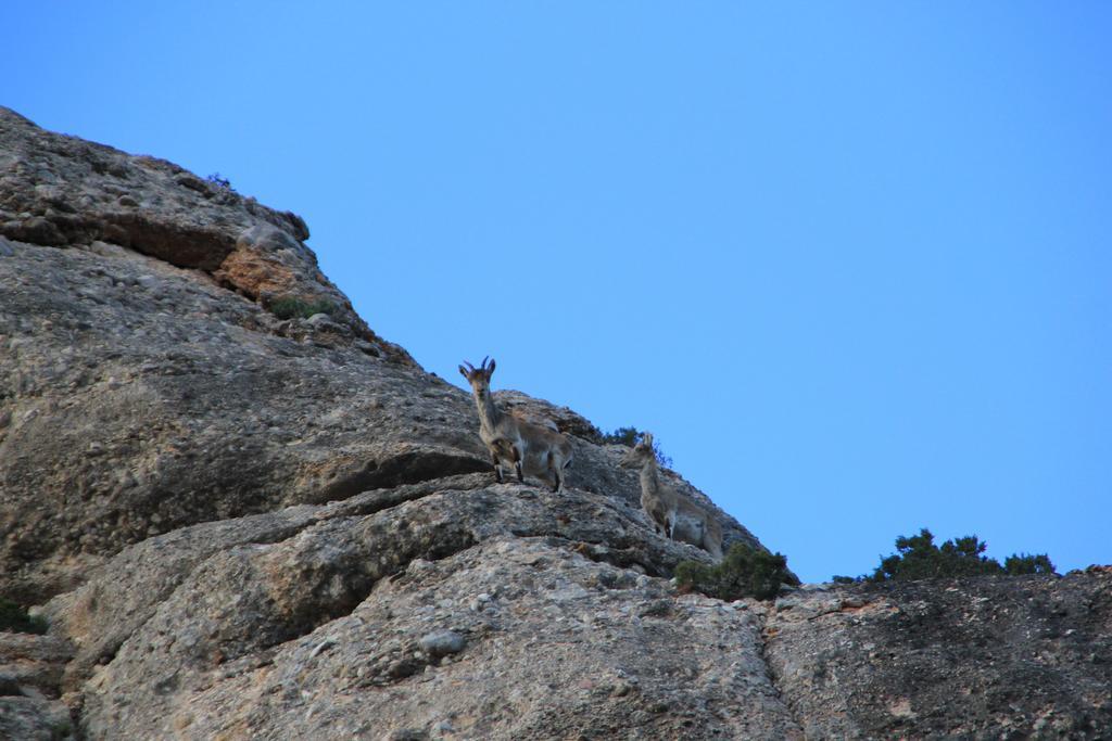 Ca La Leonor, Ecoturisme Terra Alta Villa Bot Rum bild